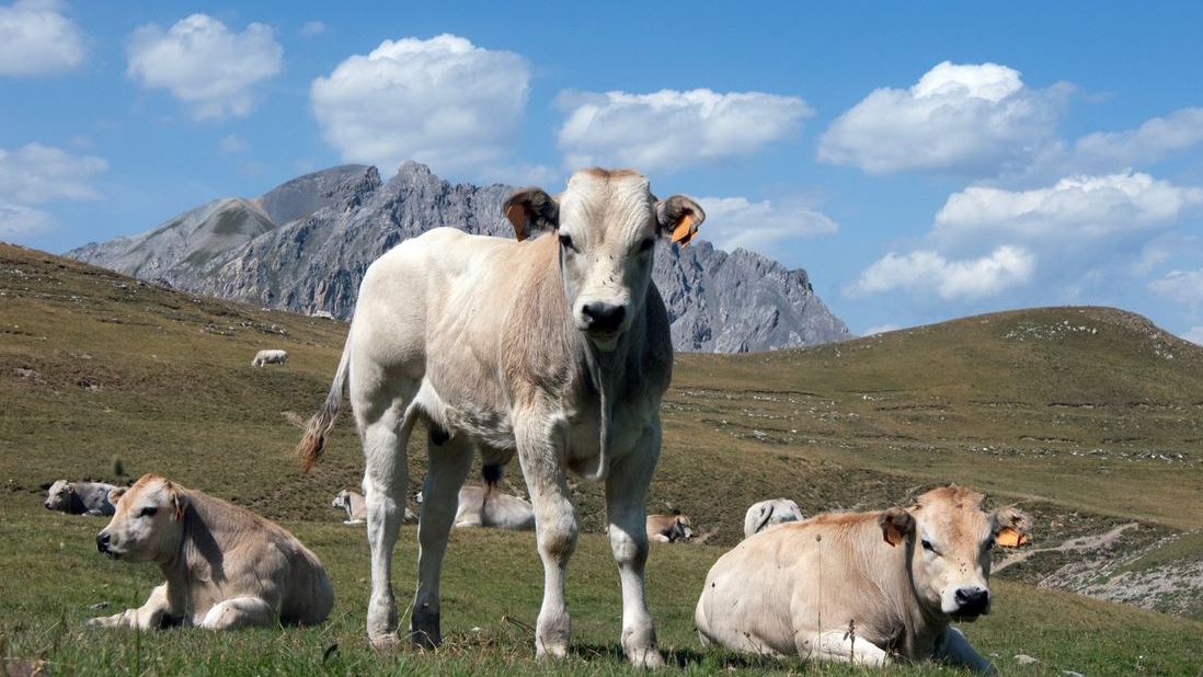 carne-razza-bovina-piemontese