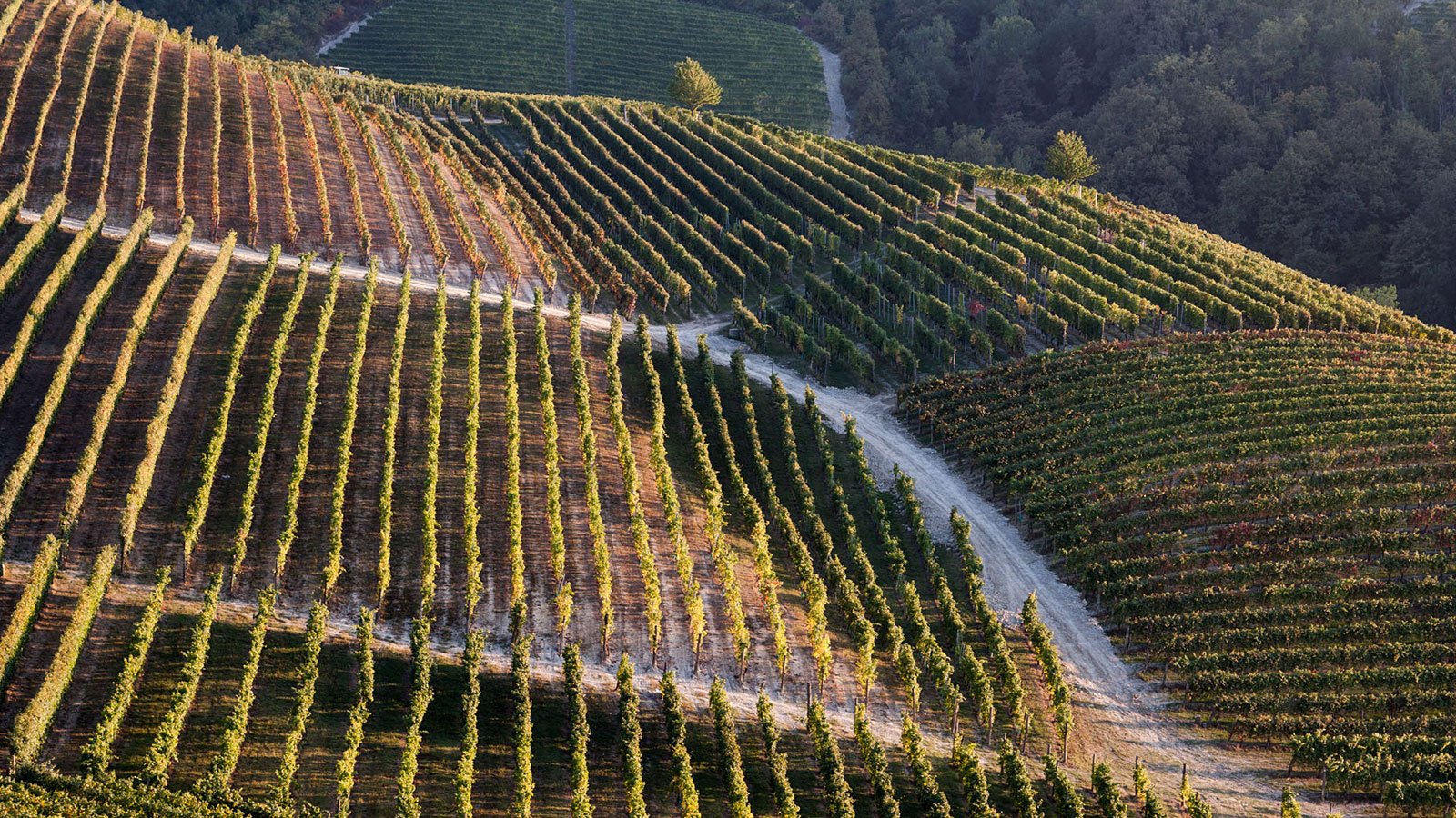 langhe
